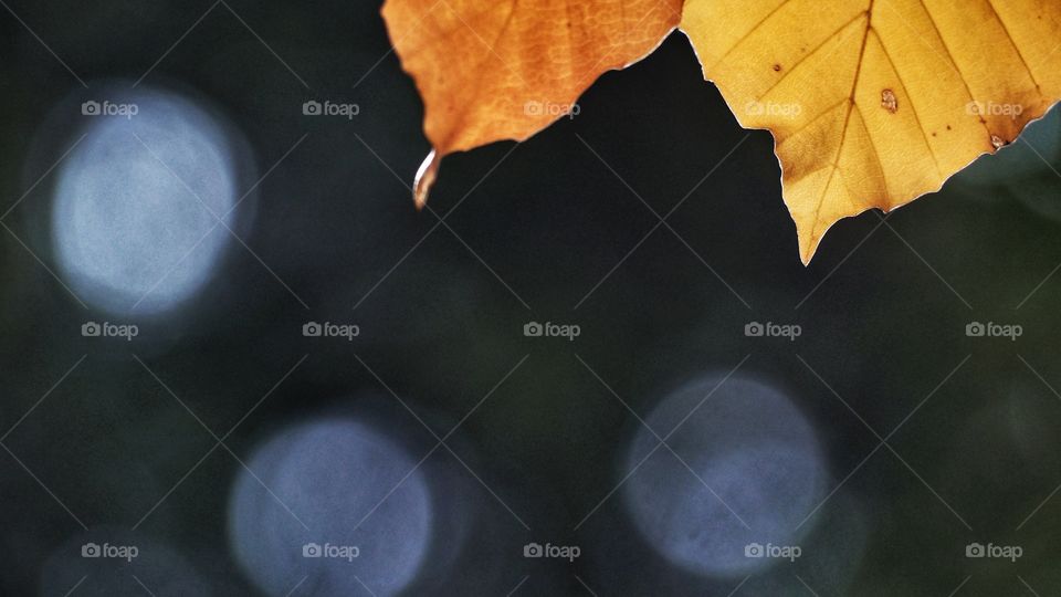 Colores de Otoño
 Autumn colors