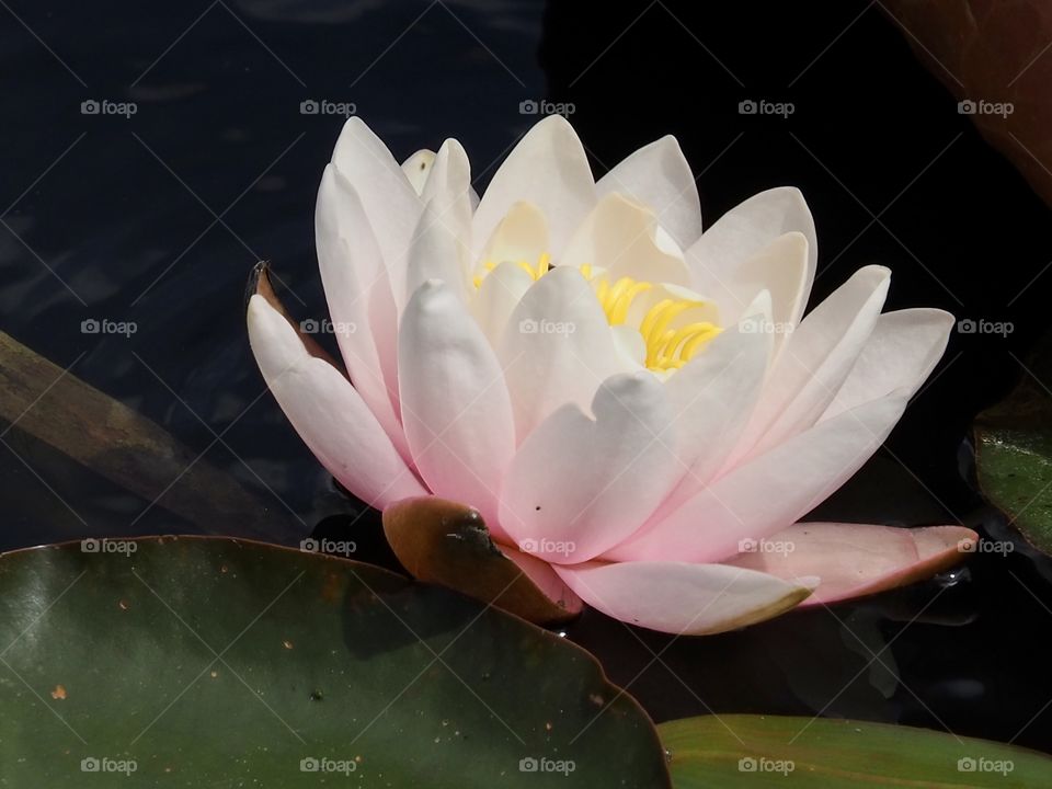 Water Lilly 