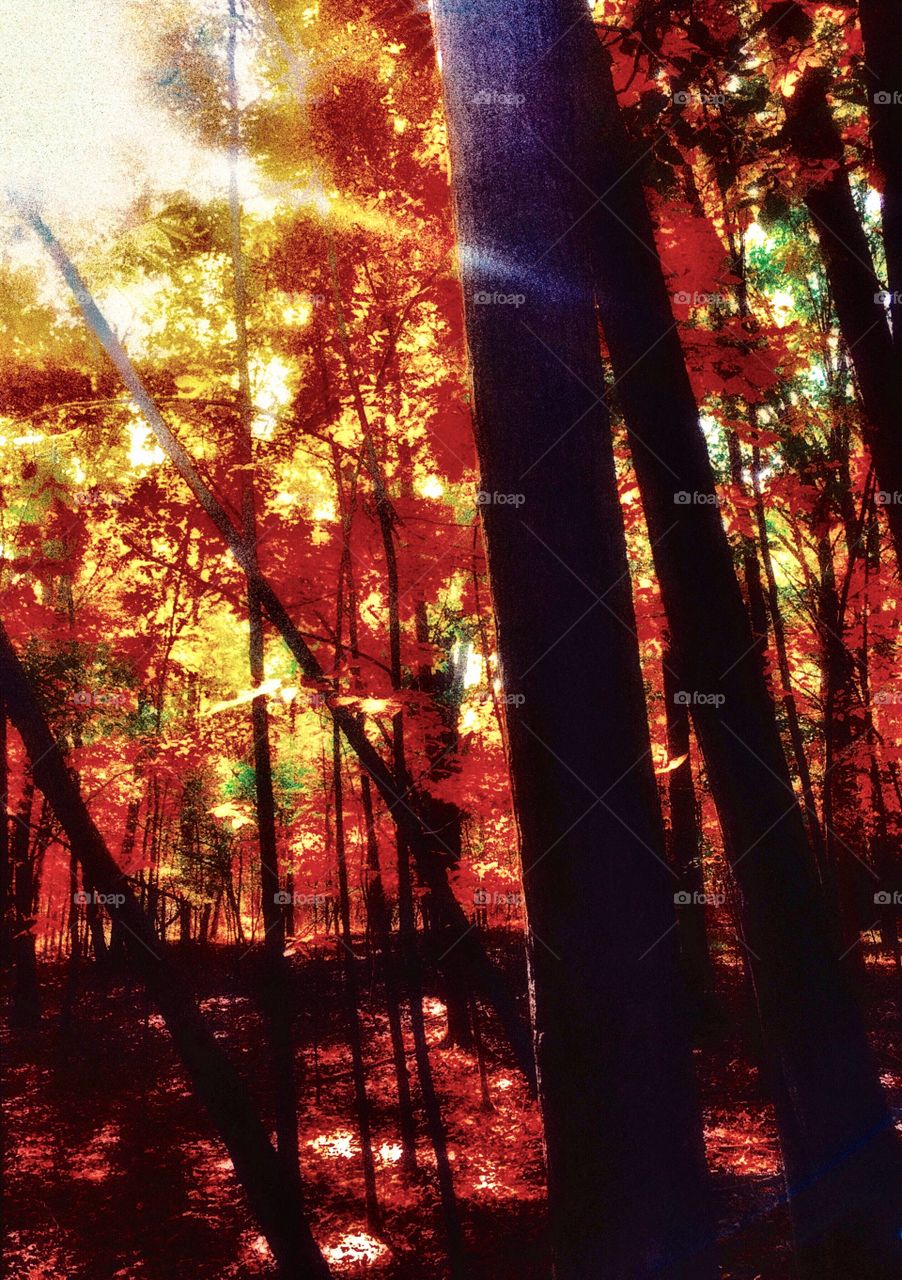 Sunbeam through forest