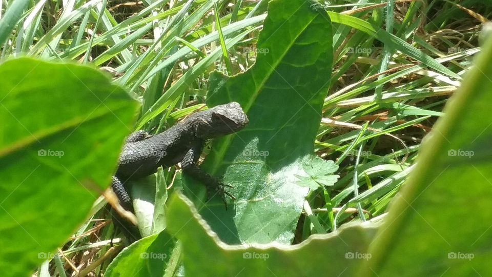 Lizard on the lawn