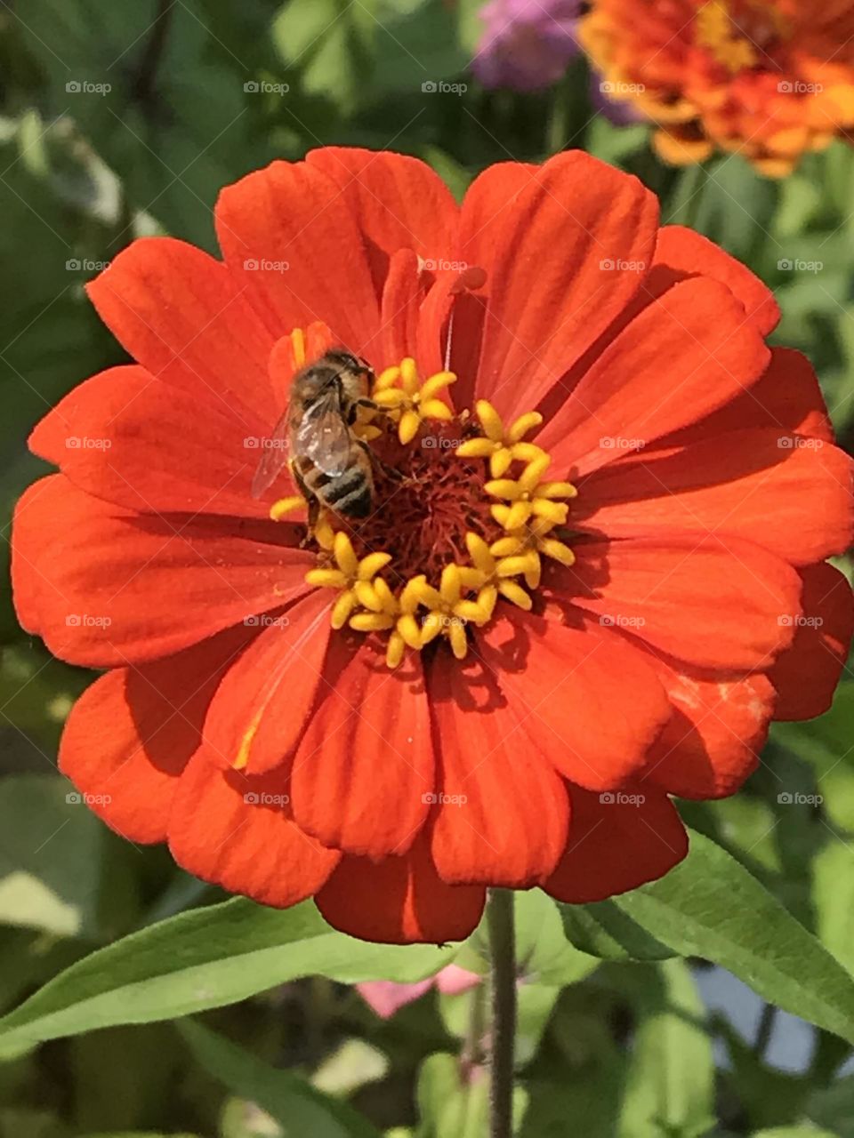 Flower and bee