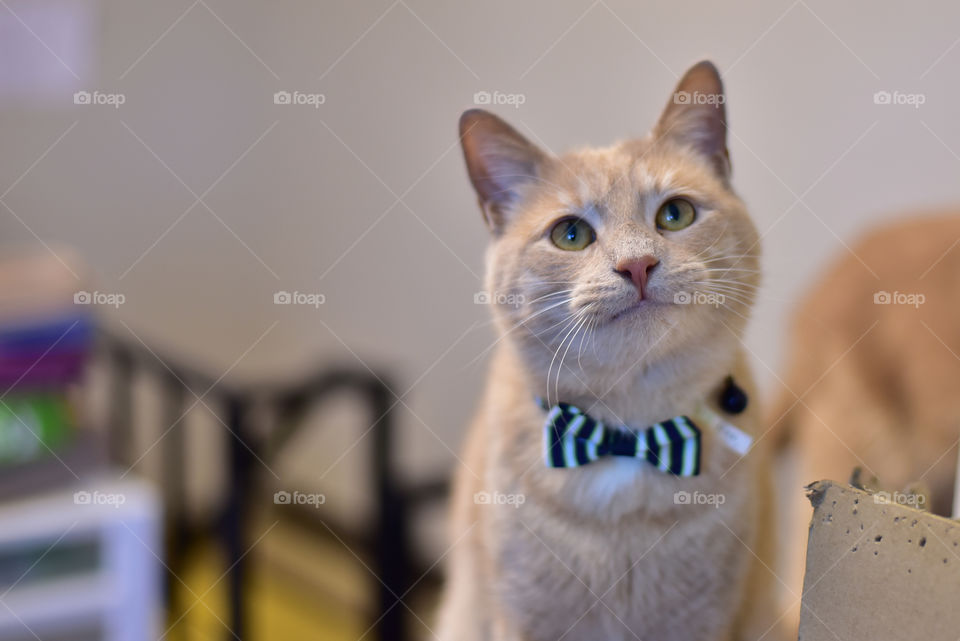 Adoptable adorable butter scotch tabby cat wearing a bowtie. Space for coffee. Promoting animal adoption and rescue. National pet day.