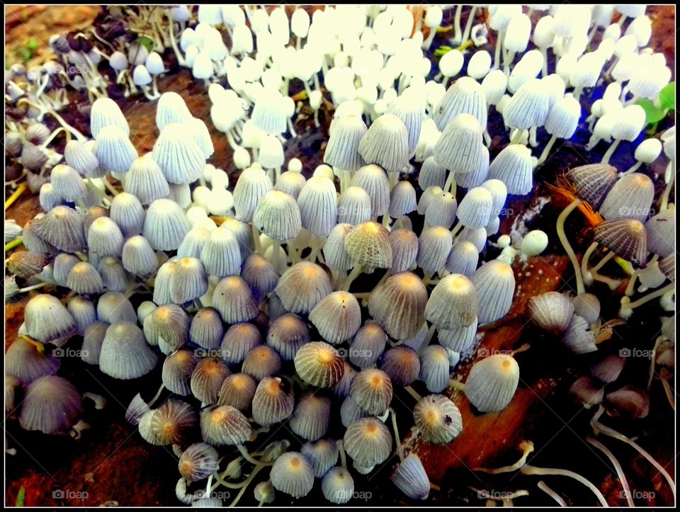 Mushrooms (2)