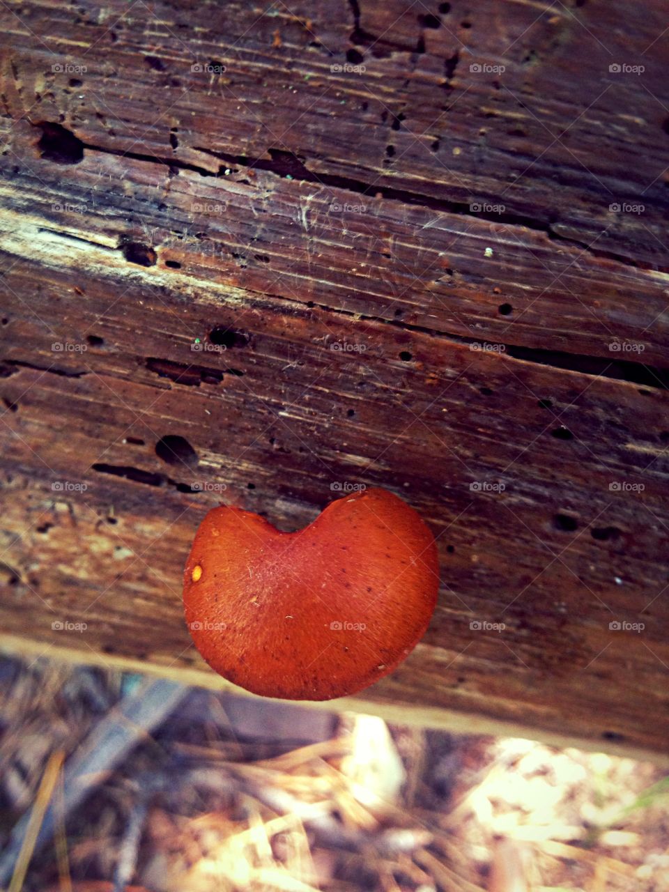 Heart Shaped Mushroom On A Stump