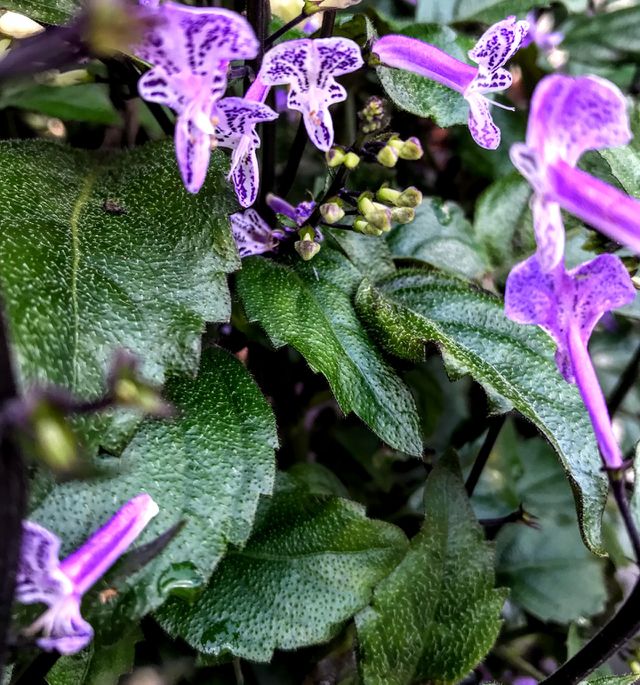 Small orchid-like flowers and magnificent foliage