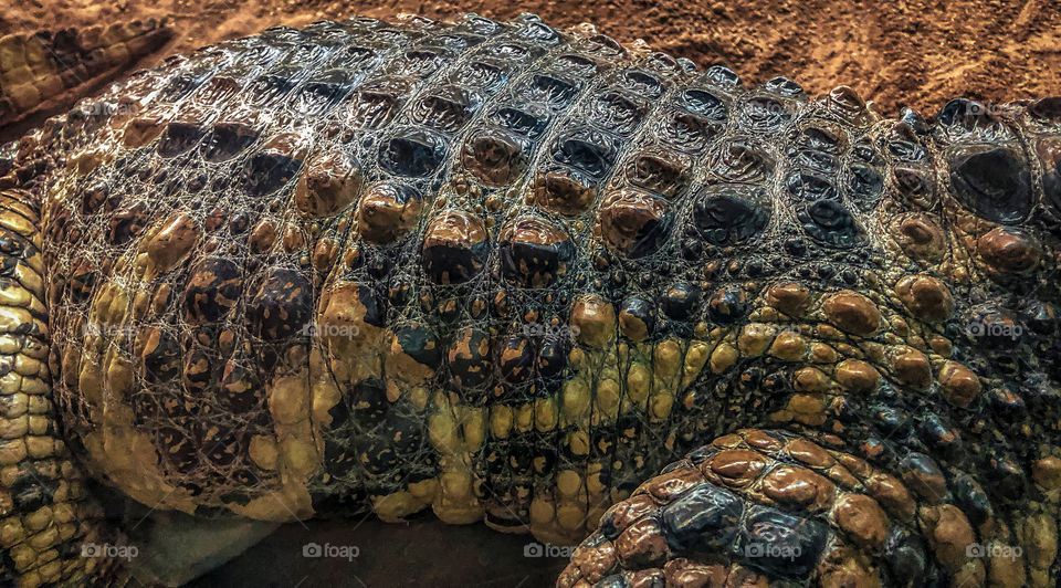 Spiny alligator skin