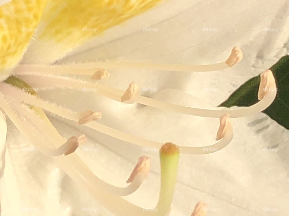 Flower closeup