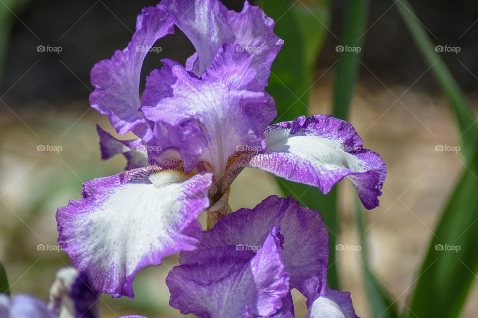 pretty purple iris