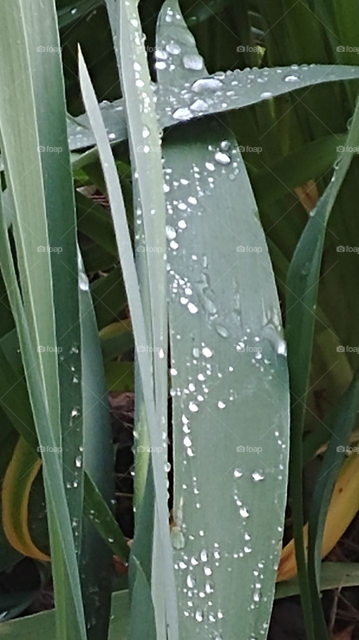 Gathered rain on an iris leaf