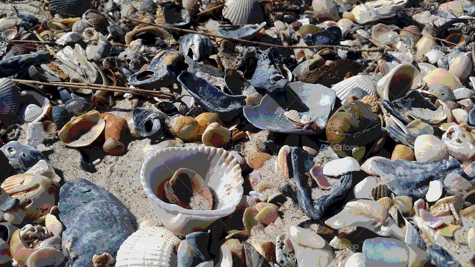 seashell capture