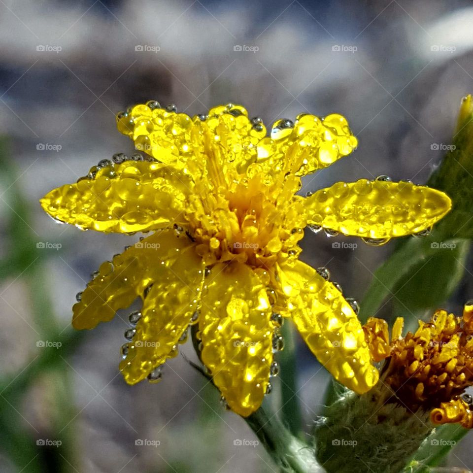 Nature, Flower, No Person, Flora, Leaf