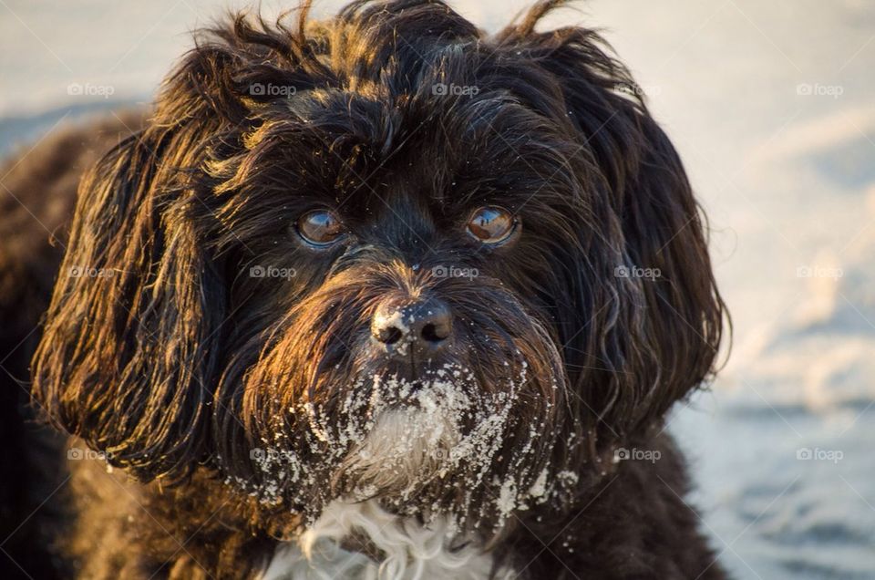 Portrait of dog at beach