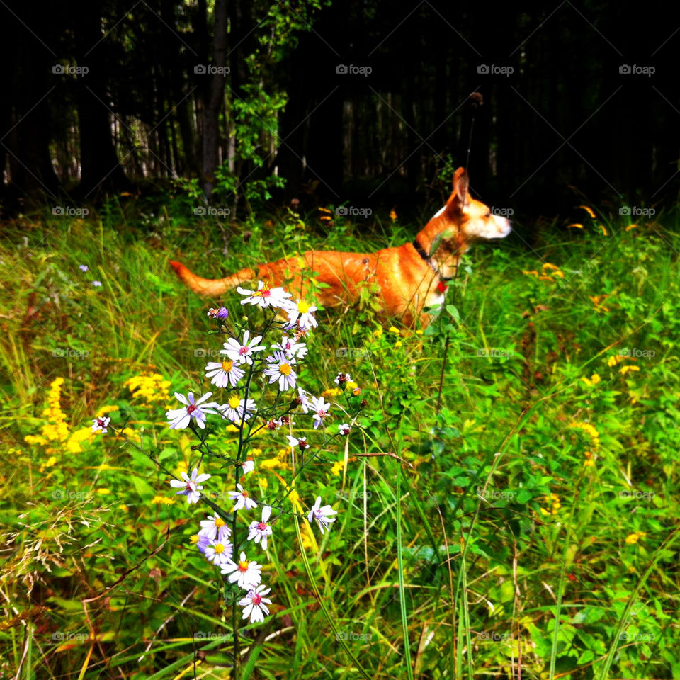 flower dog allergic animals by serenitykennedy