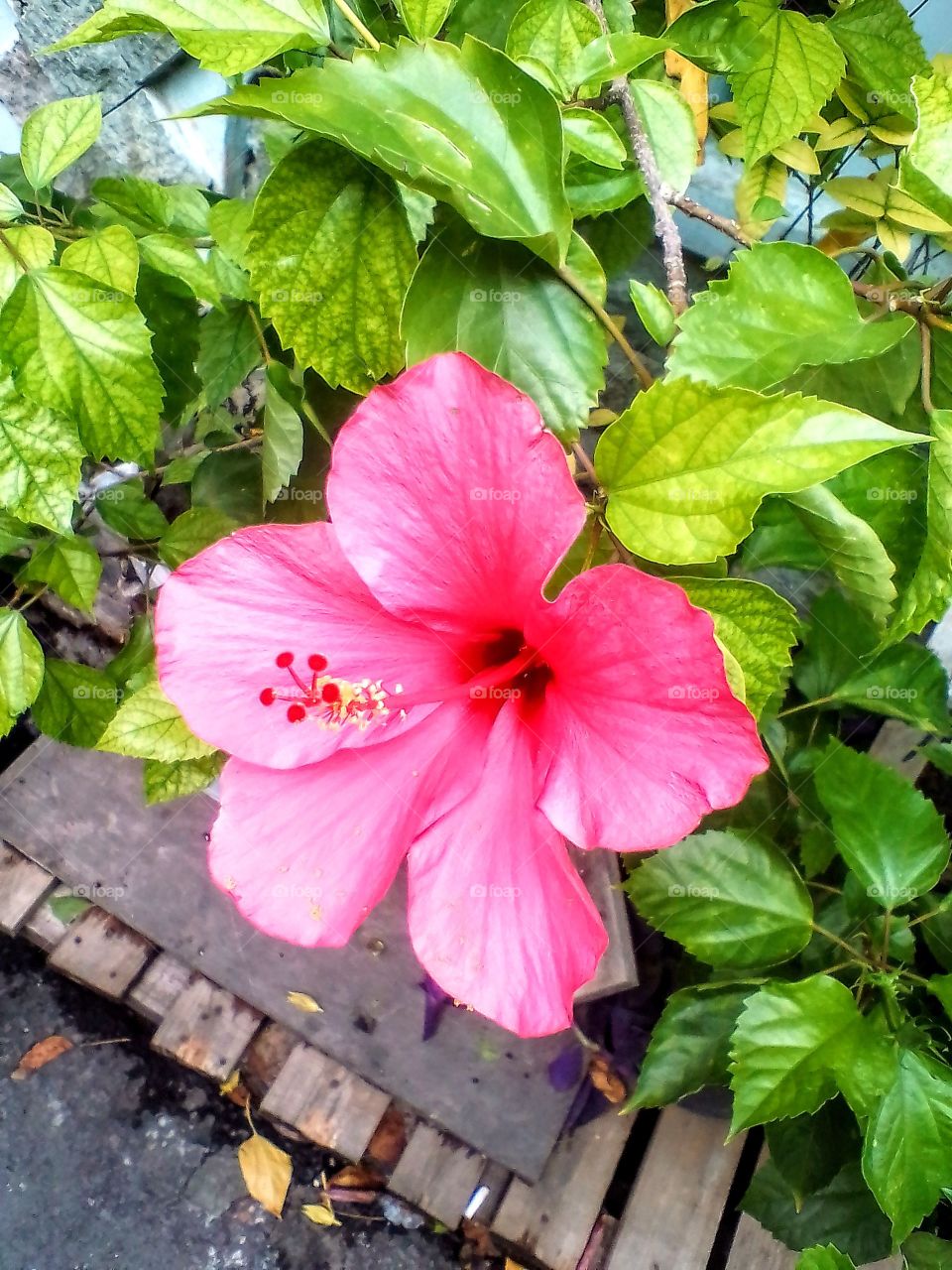 The hibiscus is beautiful flower
