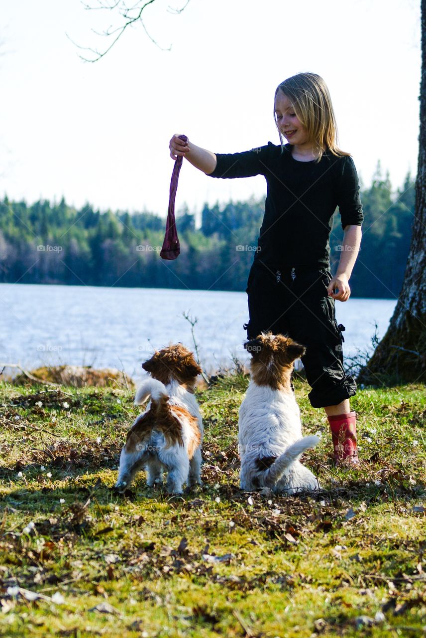 Girl playing. A young girl playing with two jack russells