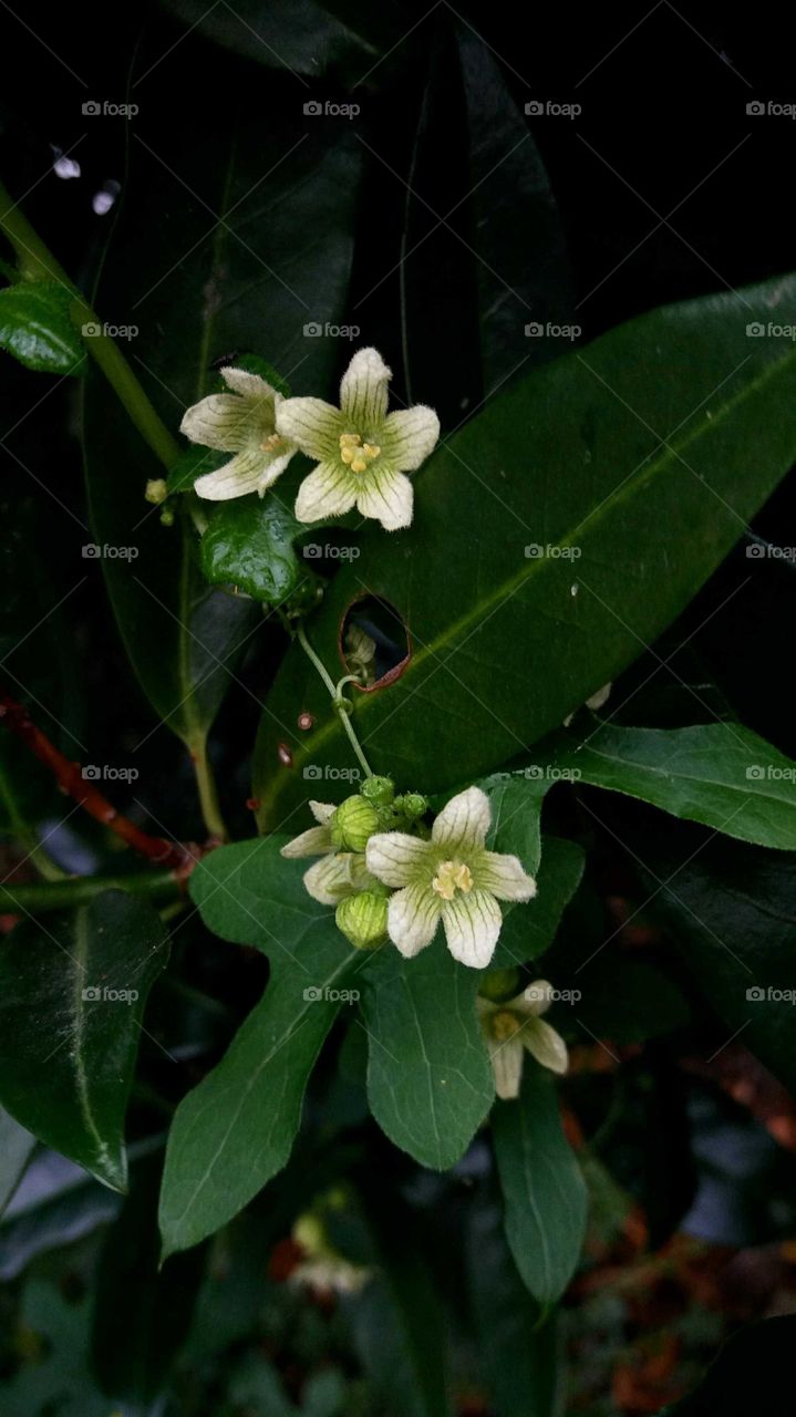 little white wild flowers