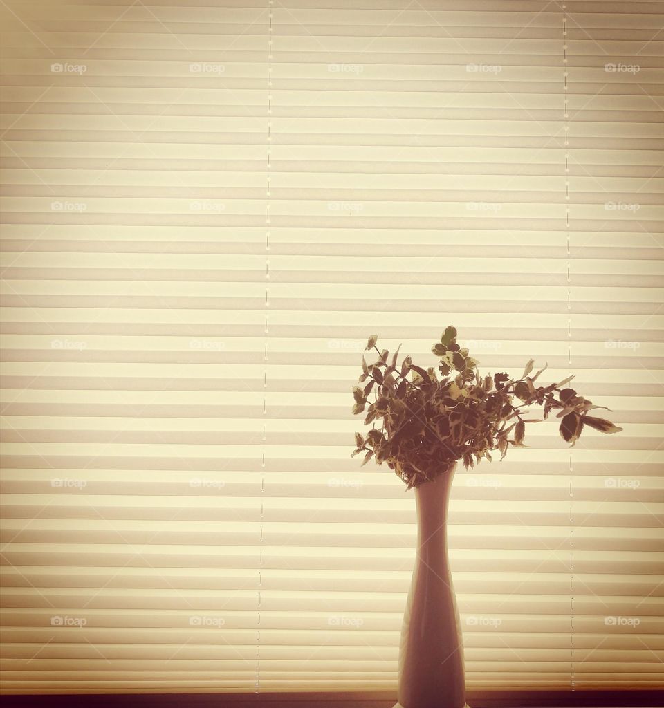 Vase with a plant on the window in front of inner jalousie. Contre-a-jour