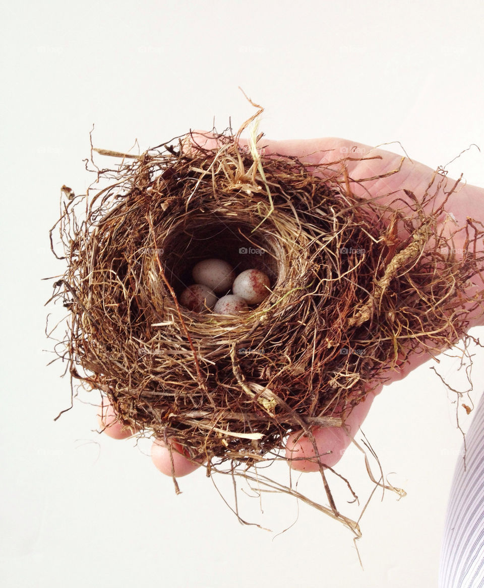 Bird nest in man's hand