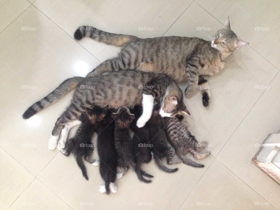 Lovely cat family