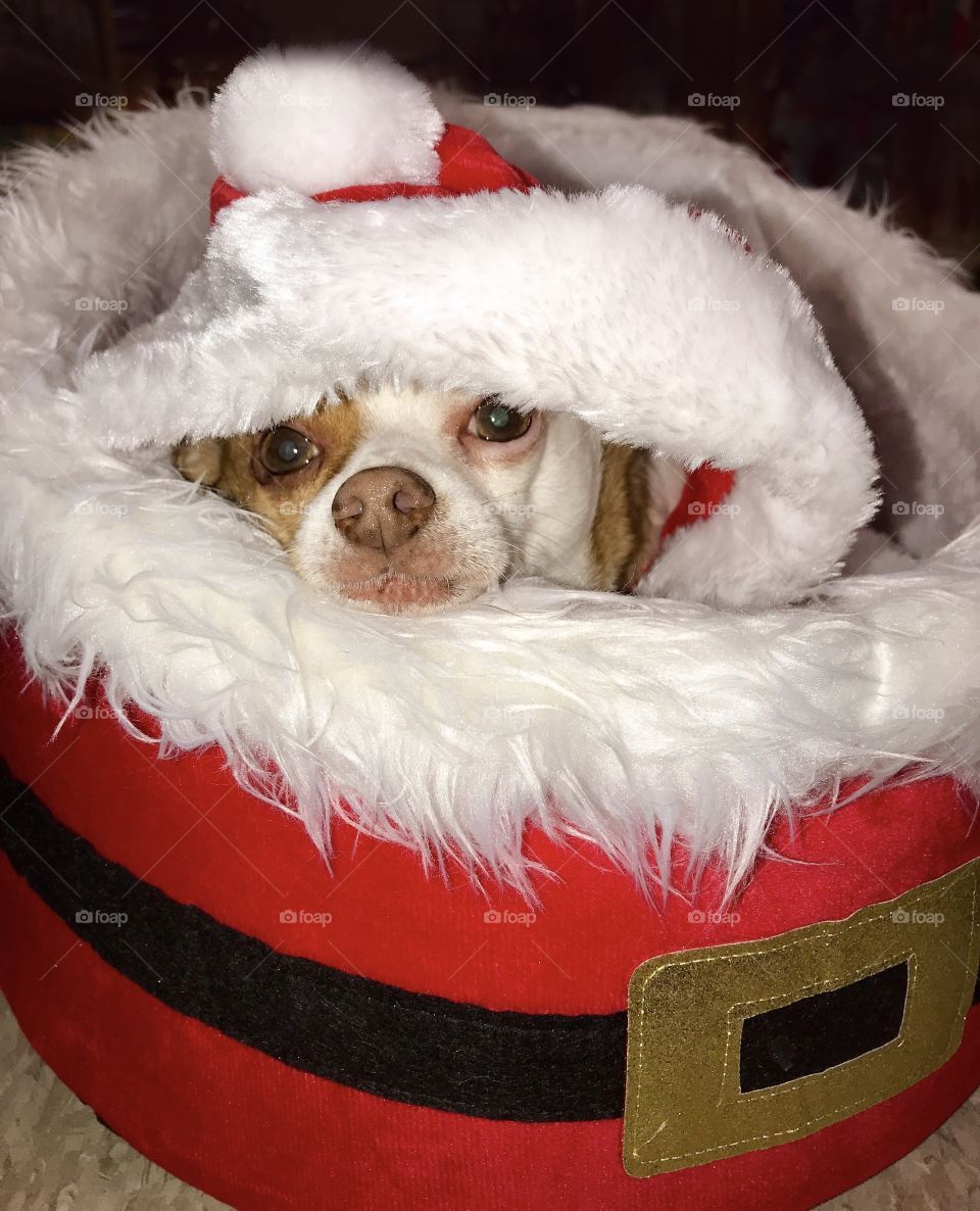 Dog relaxes in Santa suit and Santa bed 