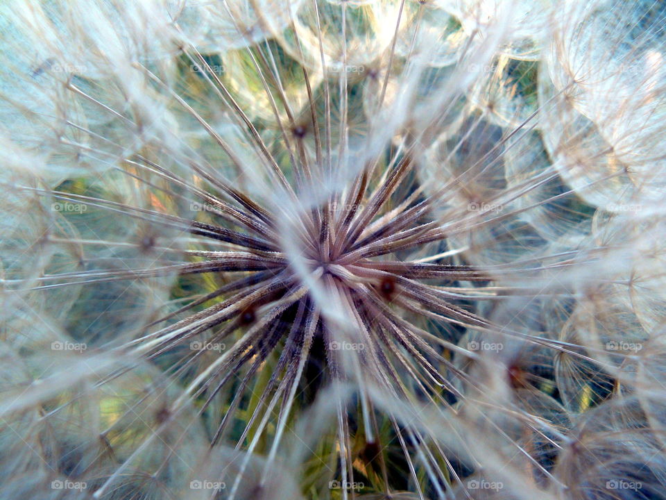 dandelion