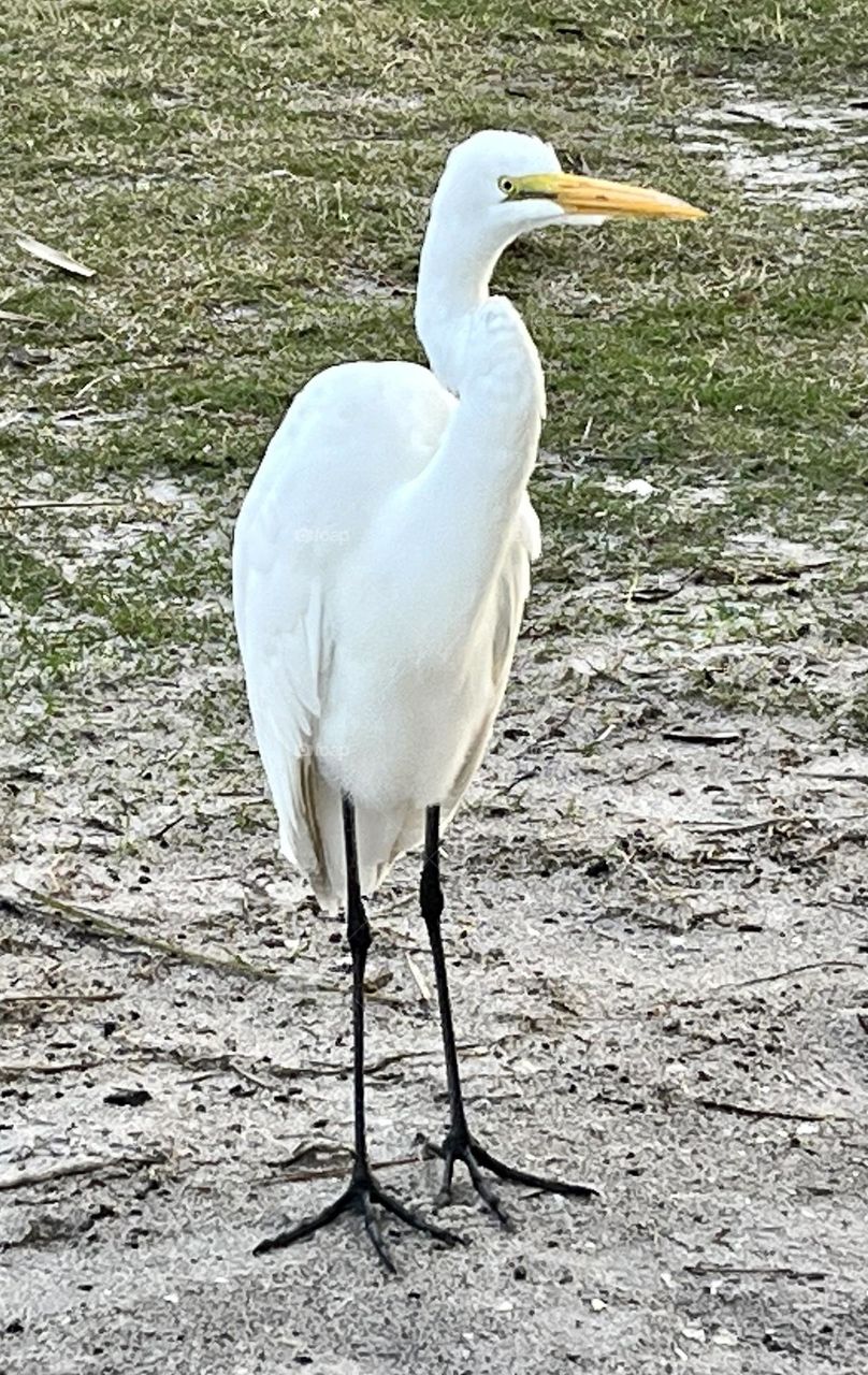 Great Egret standing on sand 