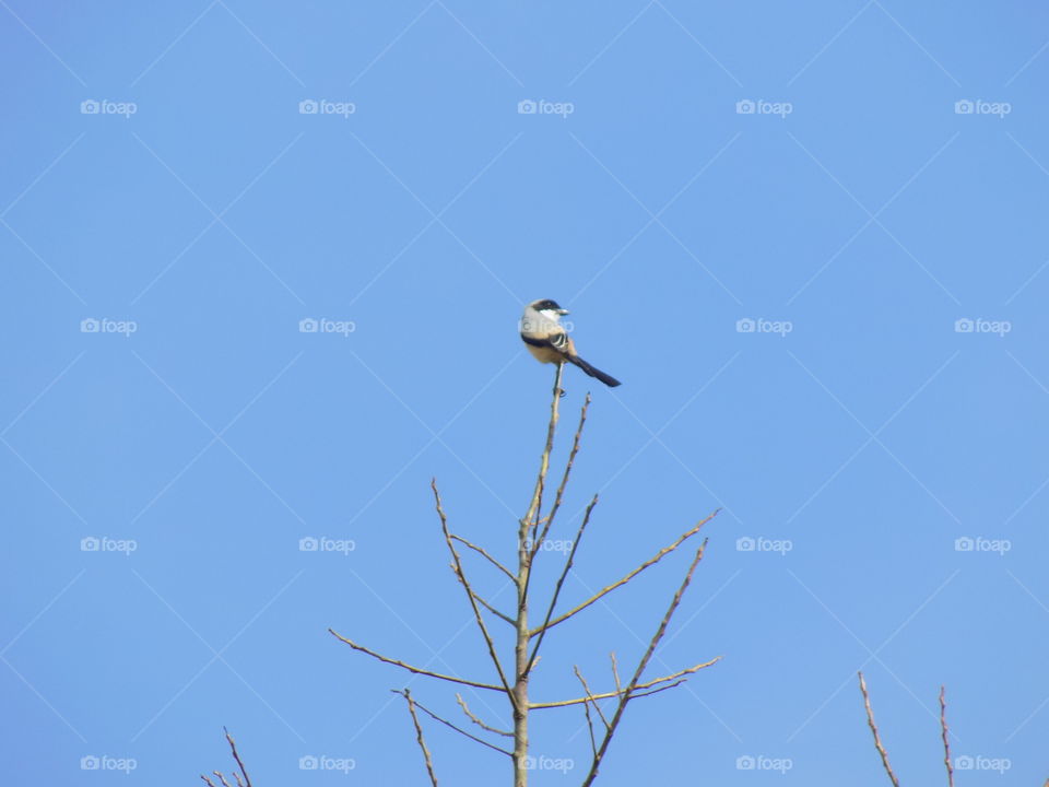 The above bird twig tree