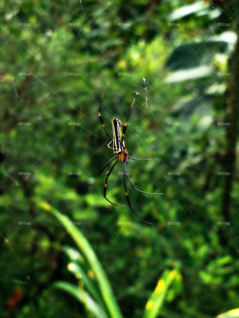 spider