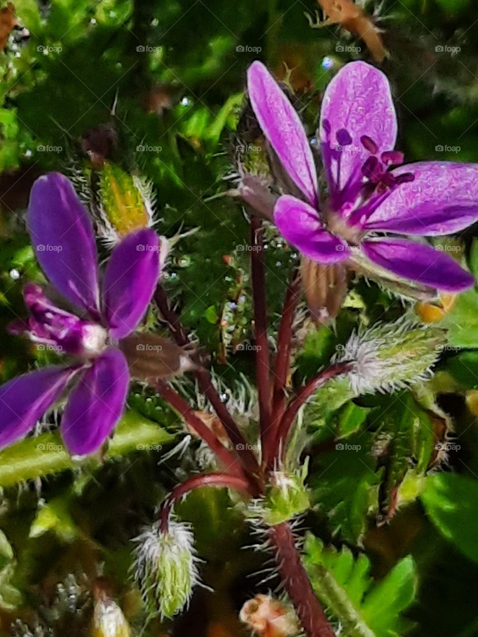 close-up of a sunlit purlple meadow flower