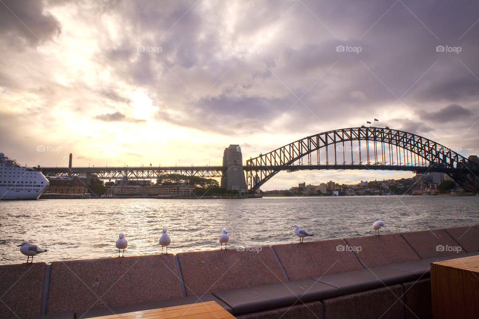 Australia, Harbor Bridge, Sydney, Circular Quay, Pigeons in line