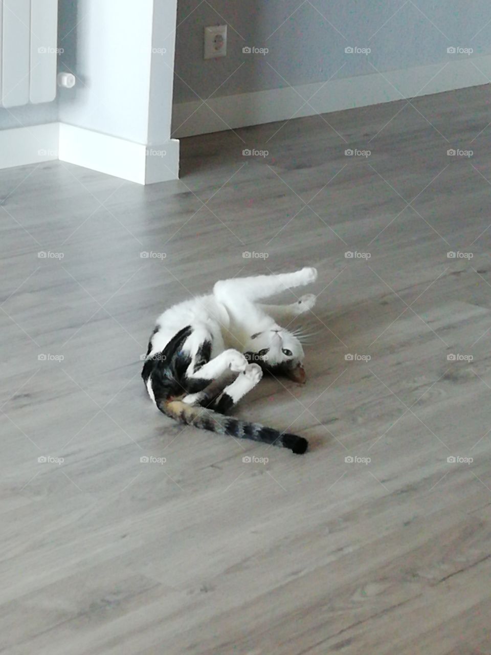 Contorted cat