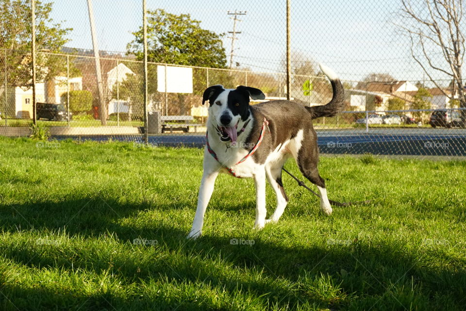 Border Collie