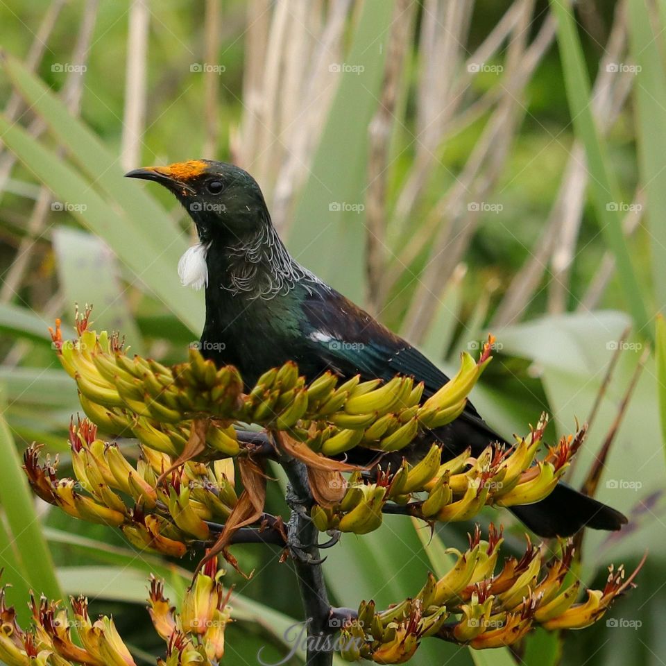 Tui