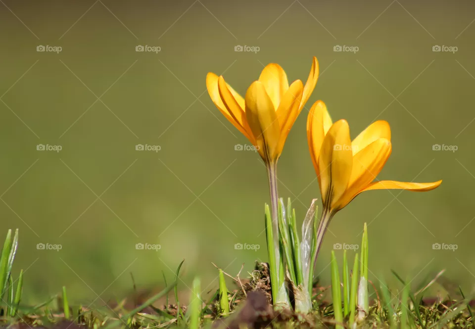 Spring is coming with tulips