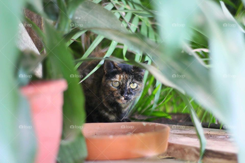 cat on garden fixes eyes in Canon EOS 60D