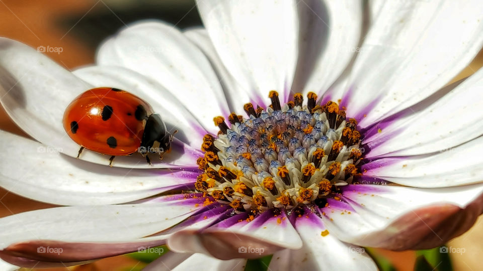 flower insect coccinella