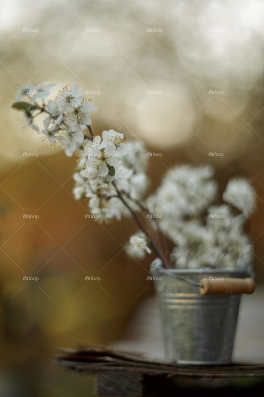 Cherry blossom branch with light sparkle. Manual helios lense