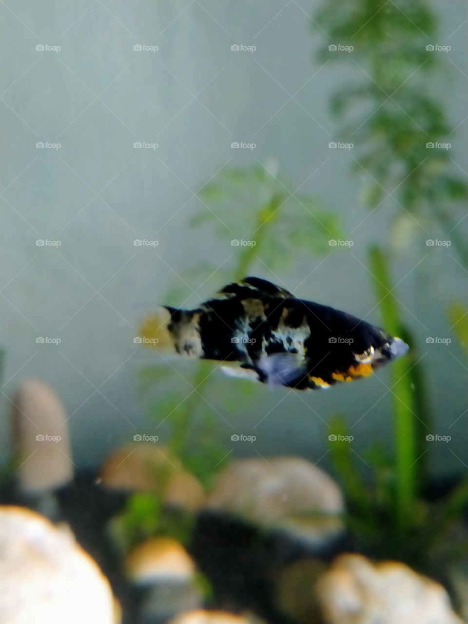 marble fish