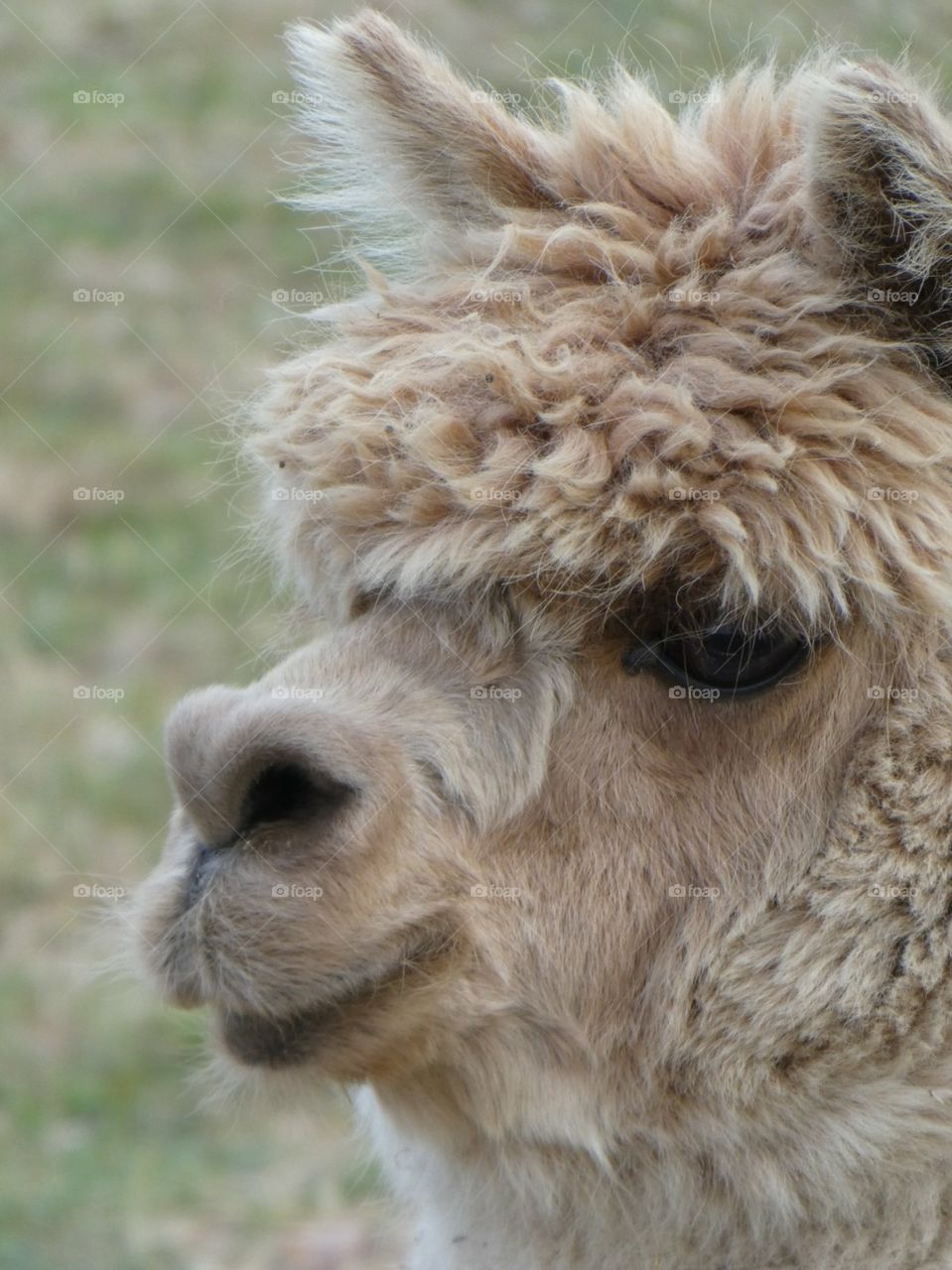 Alpaca smile 