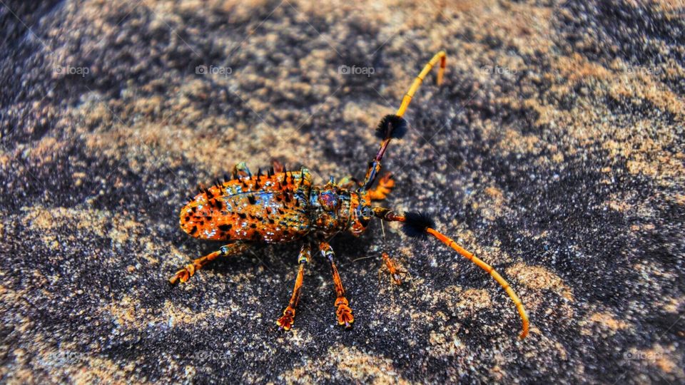 Longhorn beetle 