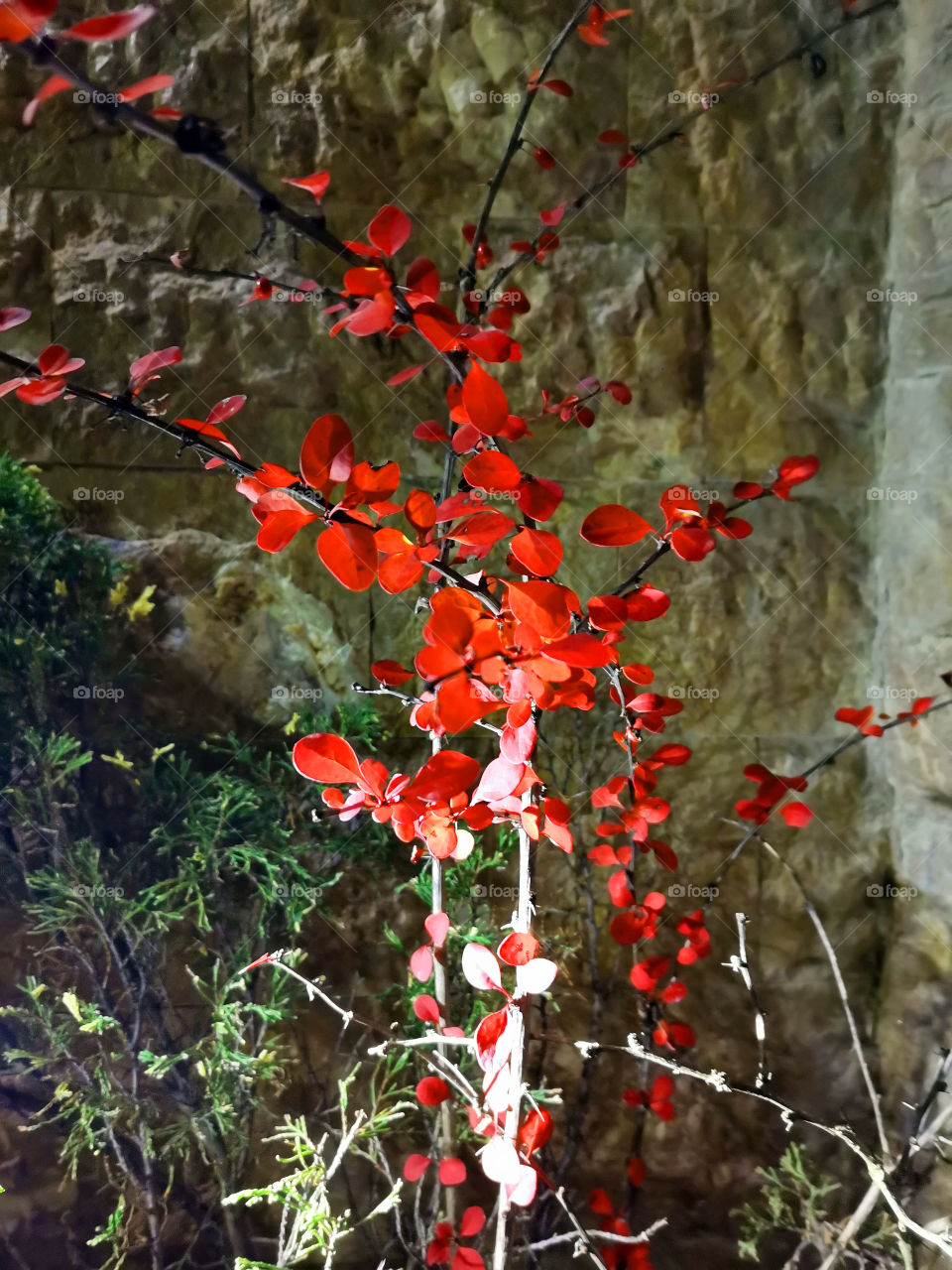 Flowers in the night