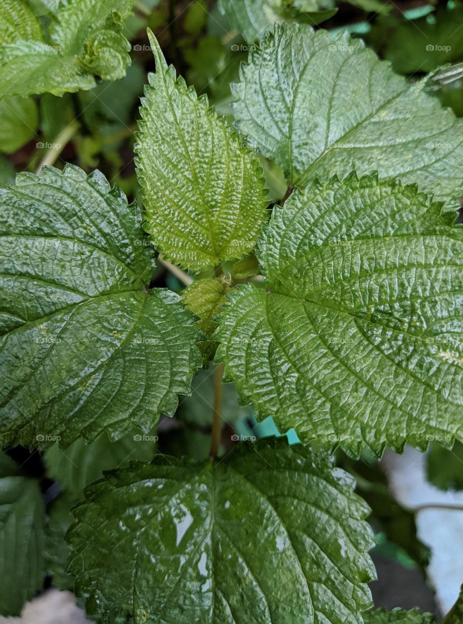 The leaves are very green and beautiful