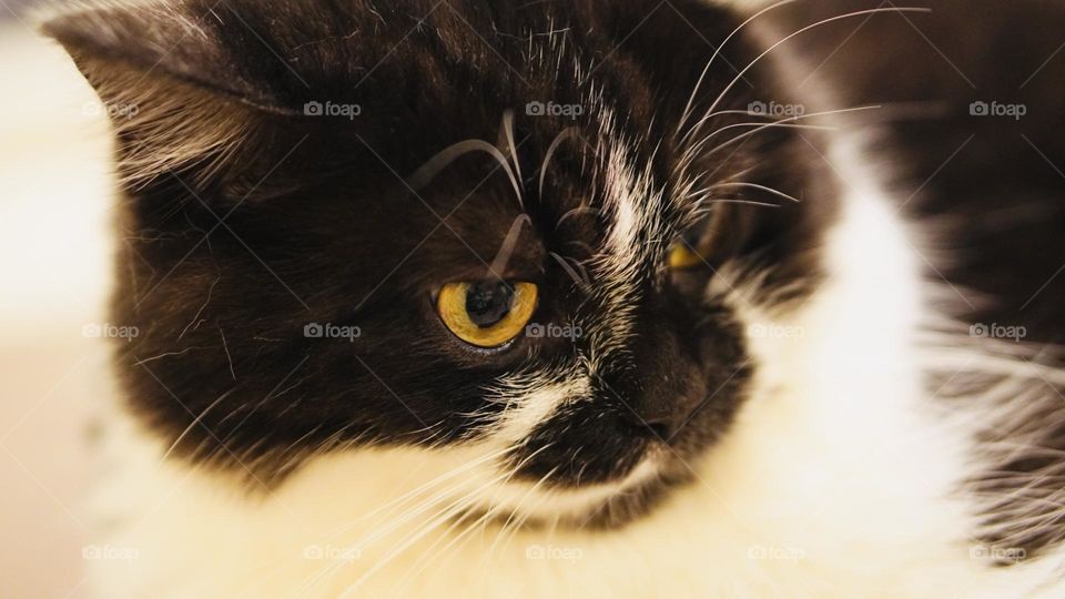 The anger cat is me!