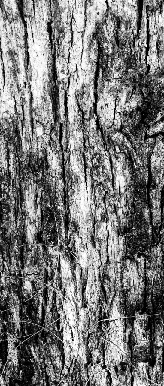 Tree bark 