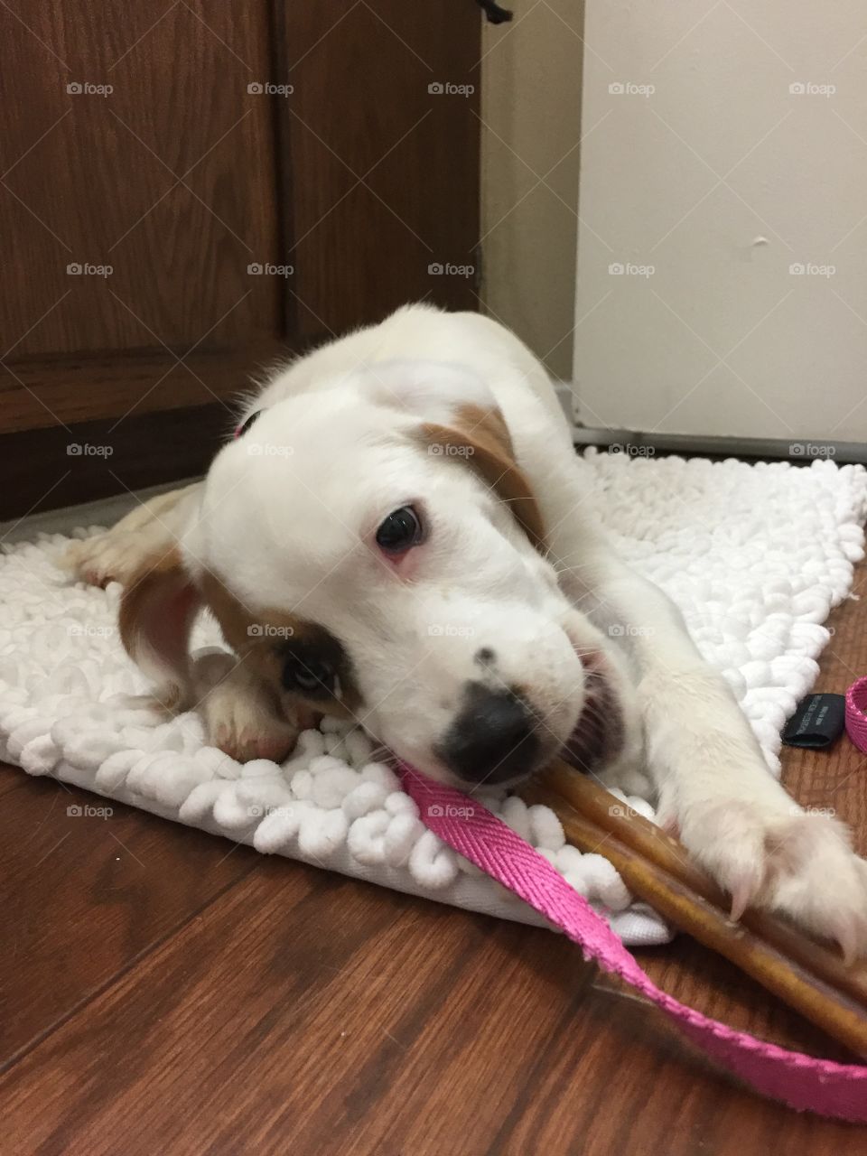 Maggie Mae chewing on a stick in the bathroom as a little puppy.