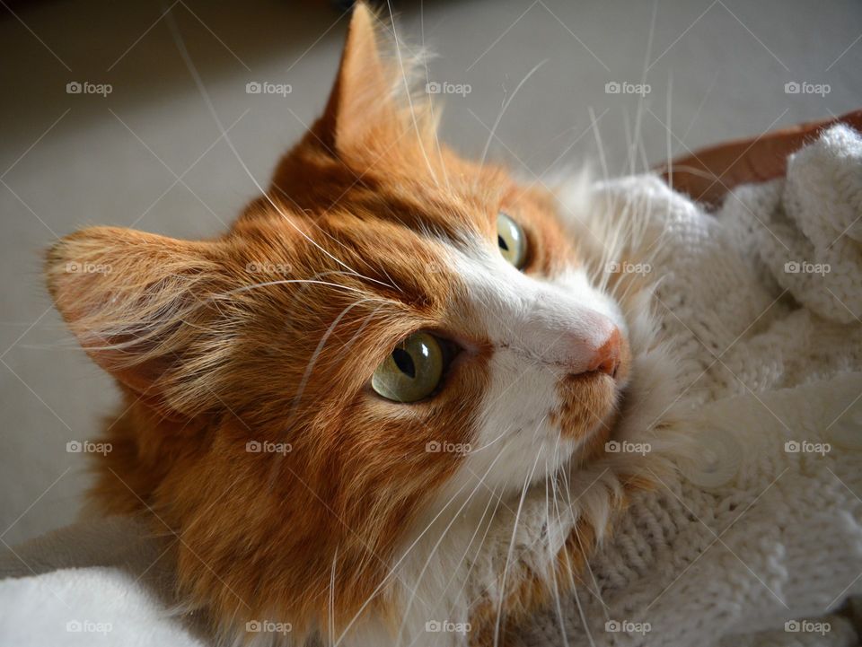 selfie red cat portrait in the sweater