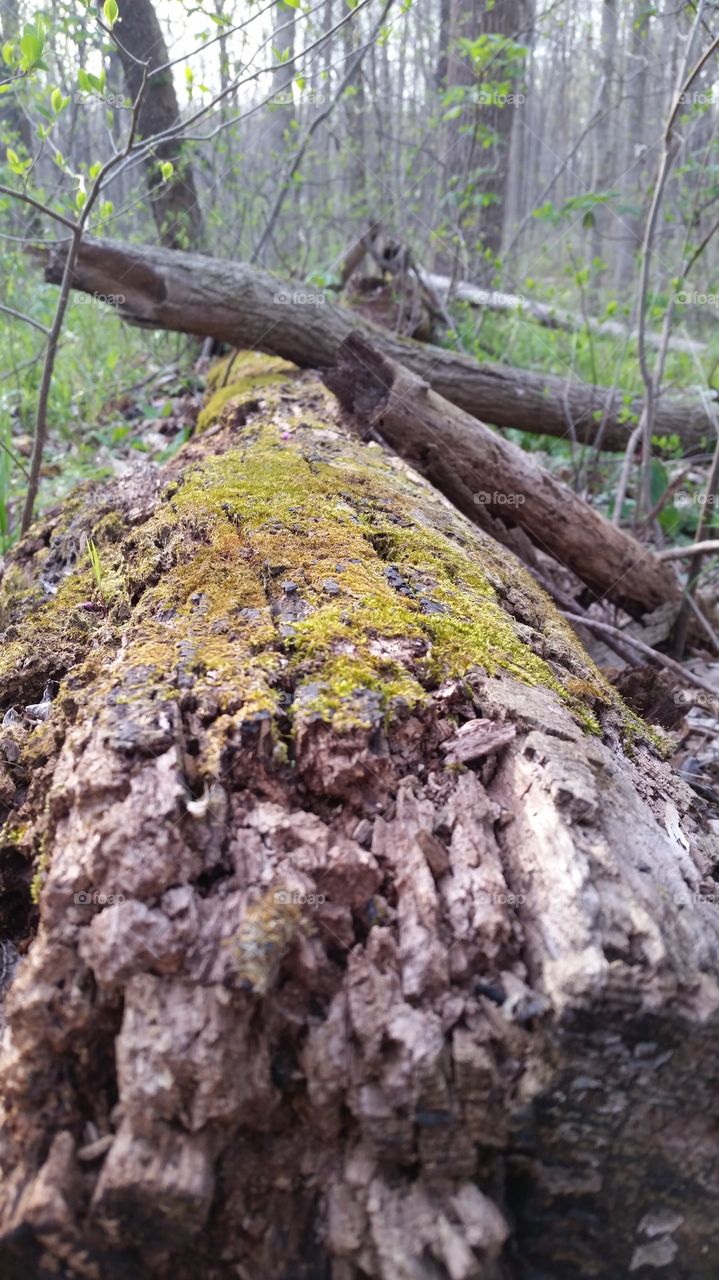 close-up of mossy log