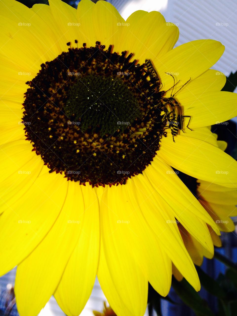Large Sunflower Head with Two Insects On It. Large sunflower bloom with two different bugs on it   Large size takes up whole picture   Yellow petals   Brown center   Birds eat center when flower goes to seed   Grow to 6 feet tall   Annual plant