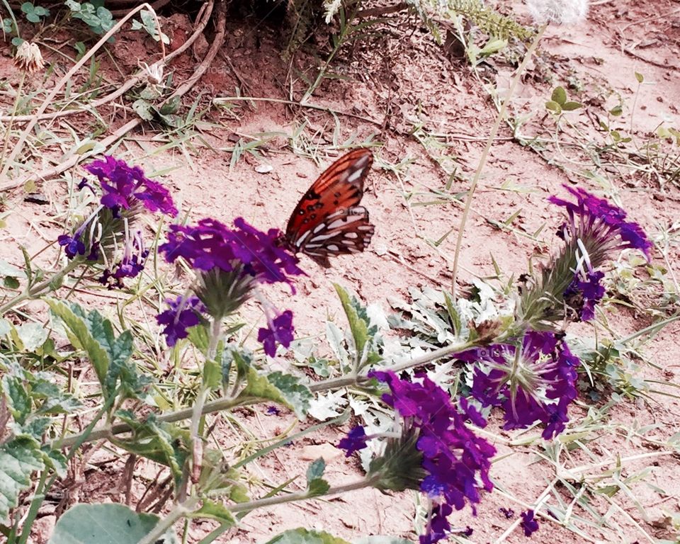 Orange Gulf Fritillary (Agraulis Vanillae), "Passion butterfly" on Purple Verbena