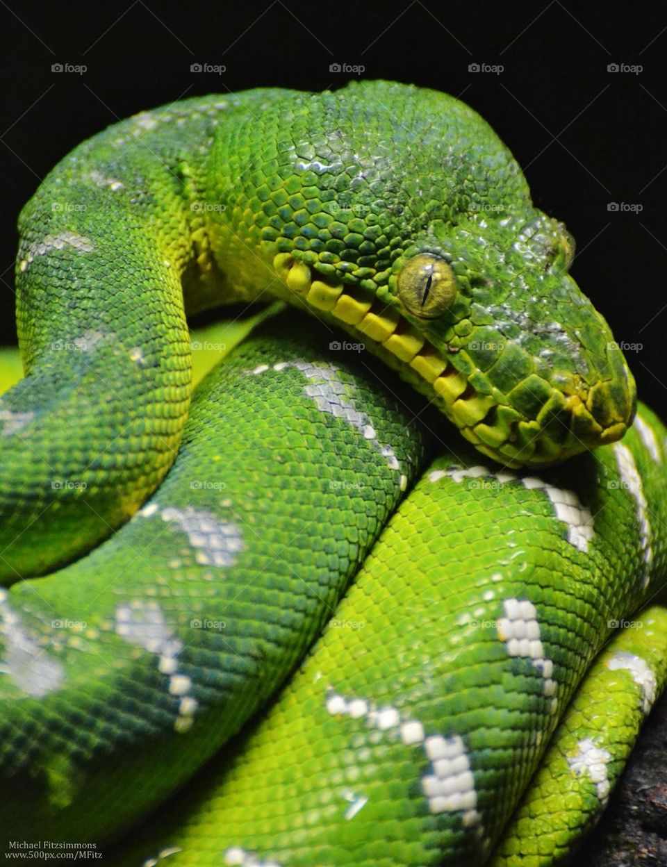 Green Tree Python